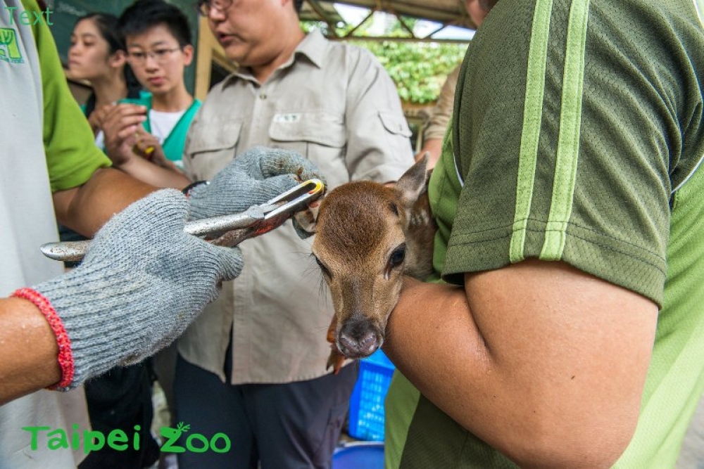 台北市動物園18日凌晨園內誕生了一隻梅花鹿寶寶，體重4.9公斤。（台北市動物園提供）