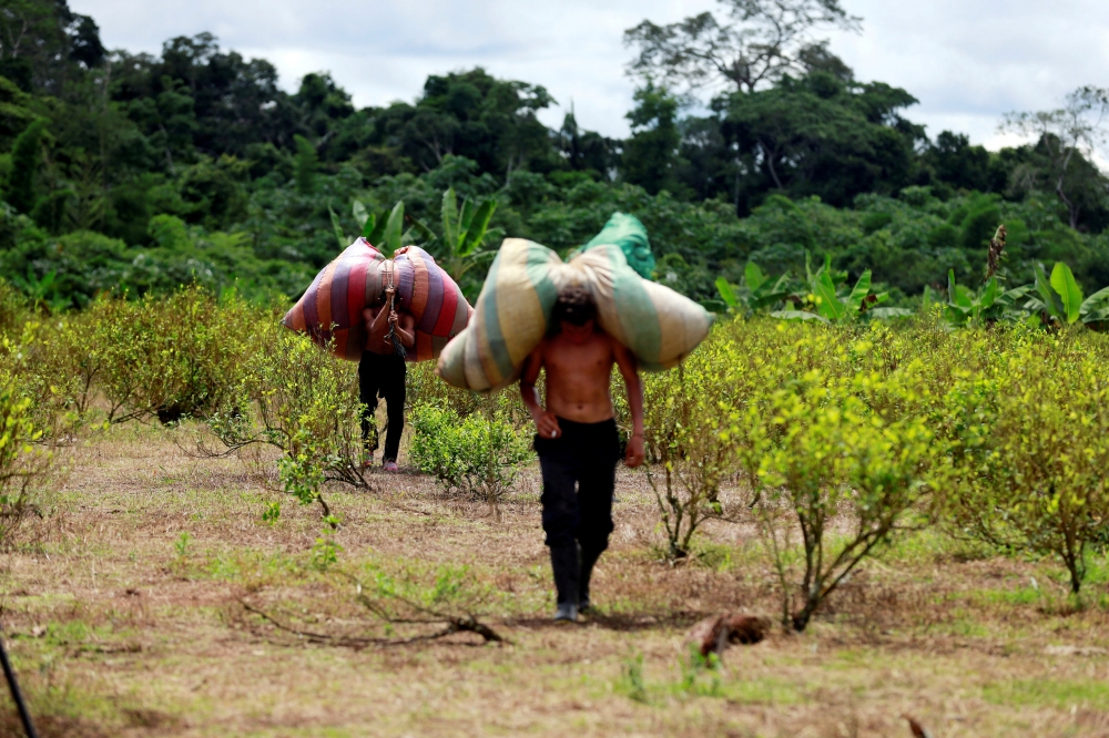搬運古柯葉的哥倫比亞農民。（湯森路透）