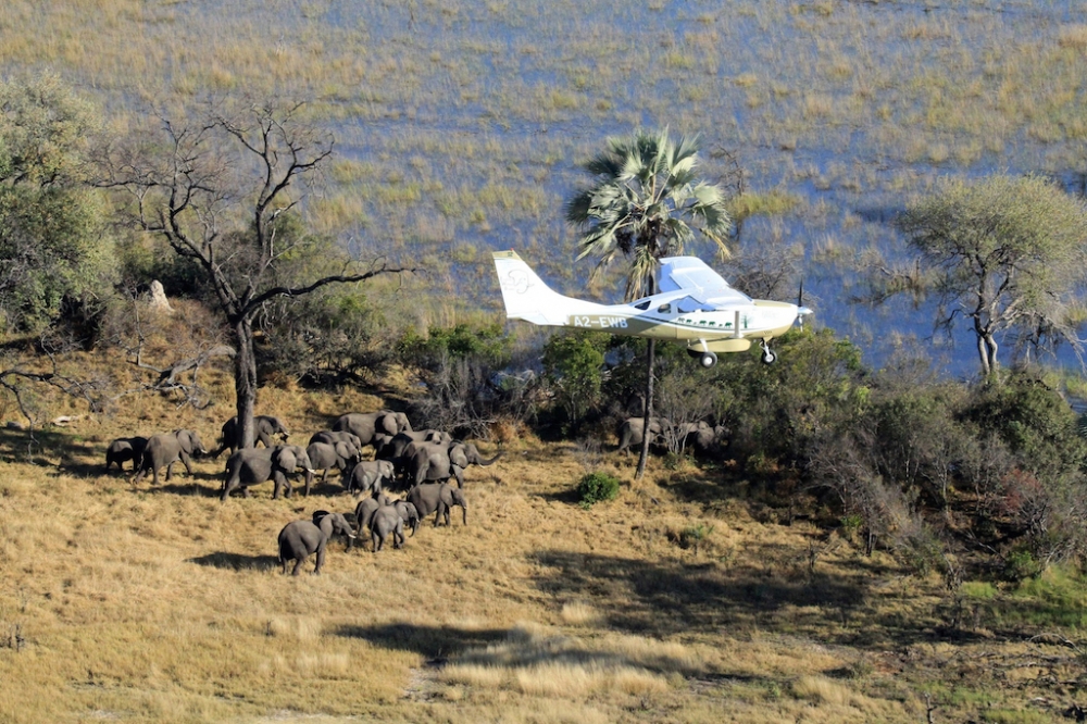 2014年，「大象普查」機構在非洲國家波札那境內對普通非洲象（savannah elephants）展開普查工作。（美聯社）