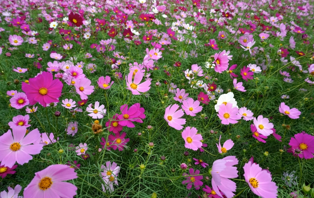 桃園花彩節周末將登場，目前已經有多處農田花田盛開，吸引人潮。（圖片來源：pixabay）