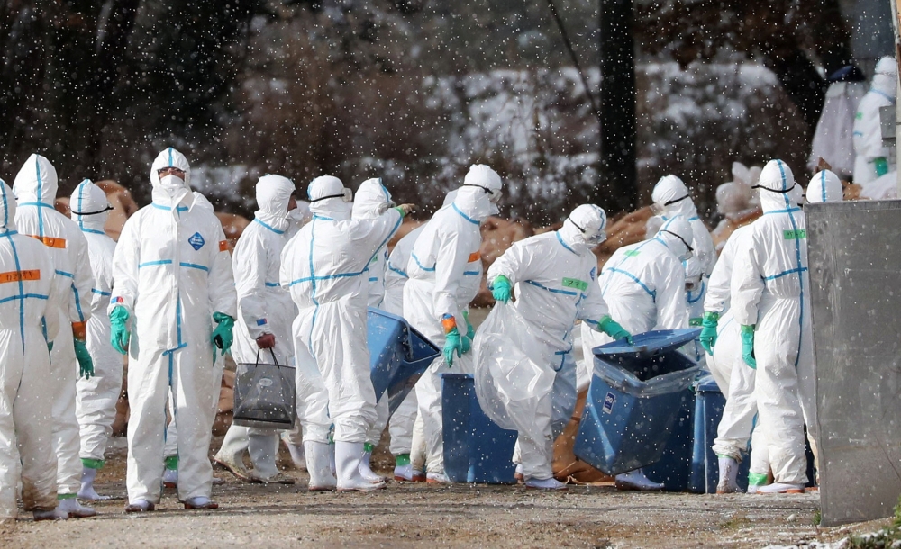 日本新潟縣、青森縣的養禽場傳出禽流感確診案例，震經國際。圖為穿著防護衣的工人將感染禽流感的鴨子進行隔離。（湯森路透）