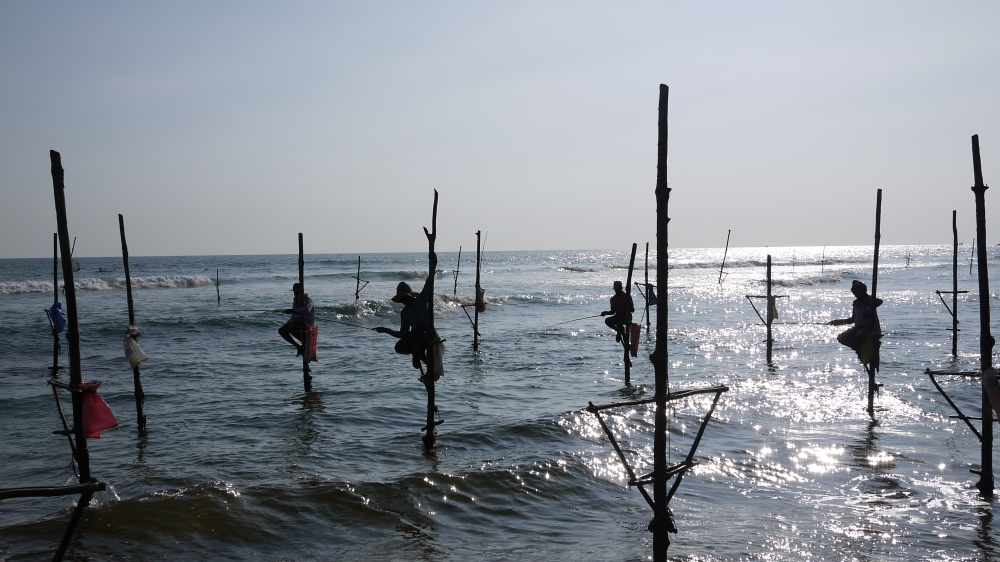 斯里蘭卡著名的立釣，現在已成為收費性質的表演（攝影：黃映嘉）