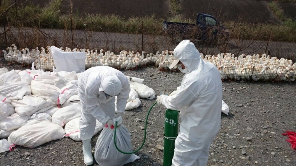 防檢局12日表示，台南6日一處火雞場發生火雞暴斃事件，火雞檢體確診為是會傳給人的H5N6亞型高病原性禽流感；圖非本次確診禽場照。（資料照片）