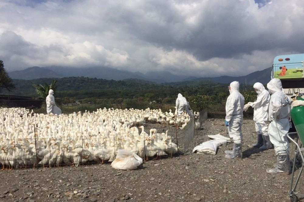花蓮玉里鎮同一處鴨場再爆檢出H5N6，防疫人員14日執行撲殺約3千鴨隻。（翻攝自花蓮動植物防疫所）