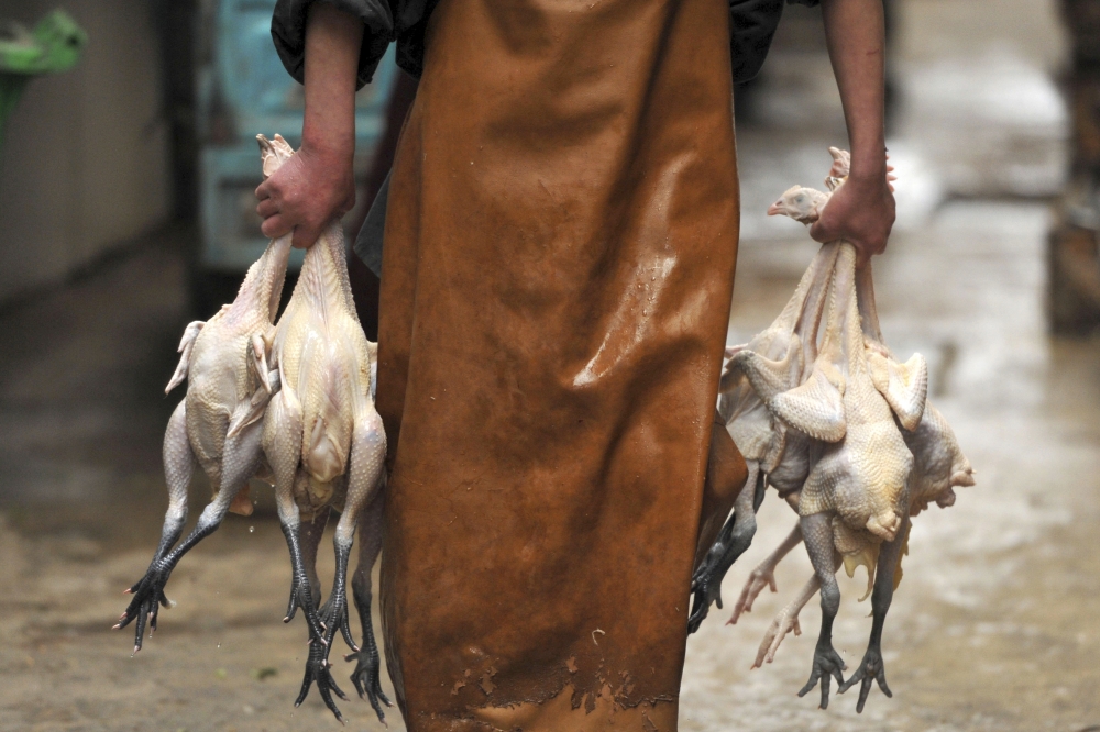 中國入冬以來，H7N9禽流感病毒已奪走100多條人命。（美聯社）