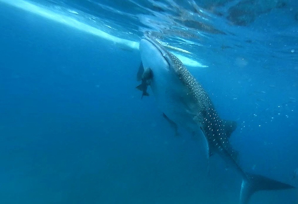 海中的溫柔巨人，大鯨鯊下方還黏著幼鯊呢（攝影：羅佳蓉）