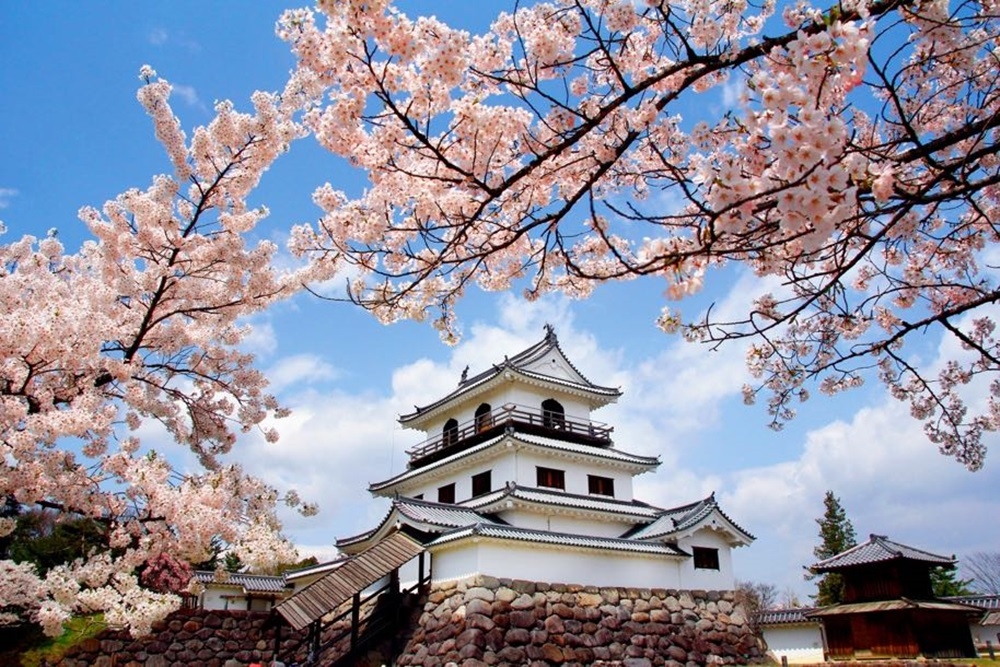 白石城是宮城縣裡唯一保存下來的日本城堡，每年的櫻花祭及賞楓季會吸引大批遊客前來朝聖。（圖片提供：Miyagi Explorer事務局）