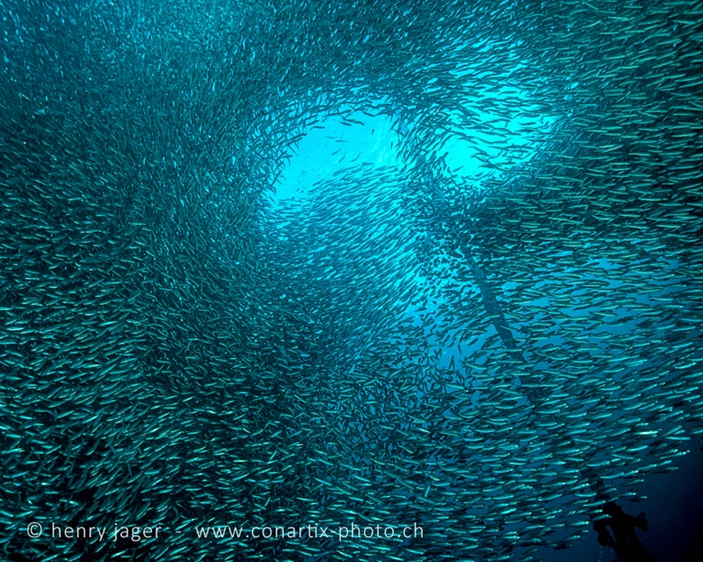 一下水就能目睹成千上萬的沙丁魚（Henry Jager＠CC,BY 2.0）