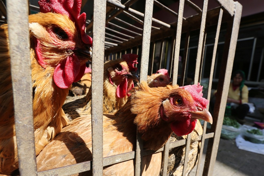 全國禽類禁運禁宰24日才剛解禁，不到3天，宜蘭、花蓮、台南陸續傳出多起疫情。（湯森路透）