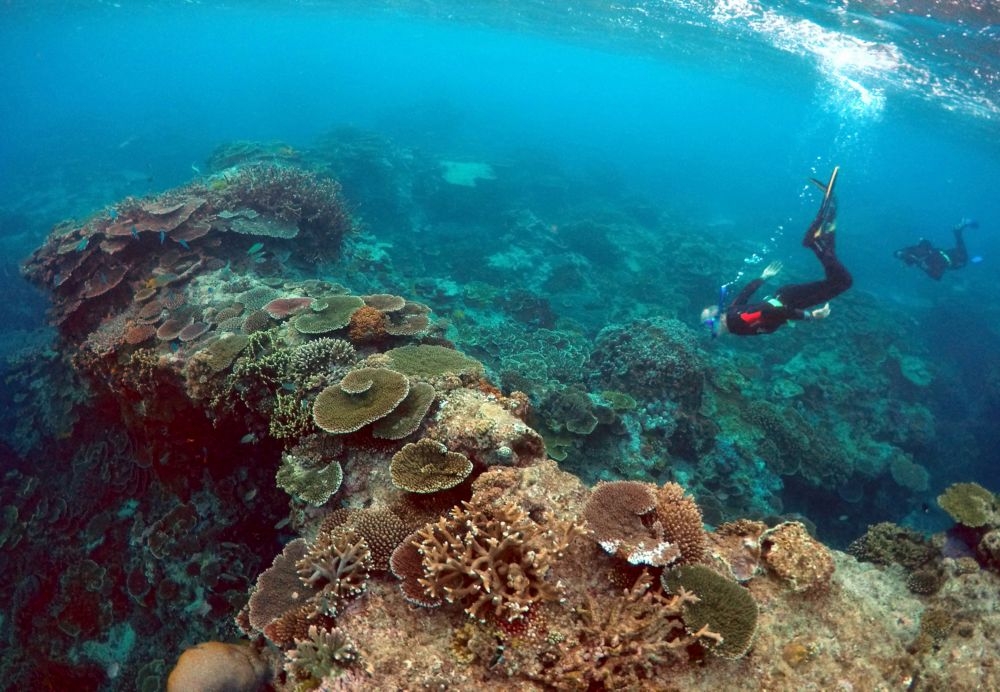 澳洲大堡礁正面臨珊瑚迅速白化的危機。（湯森路透）