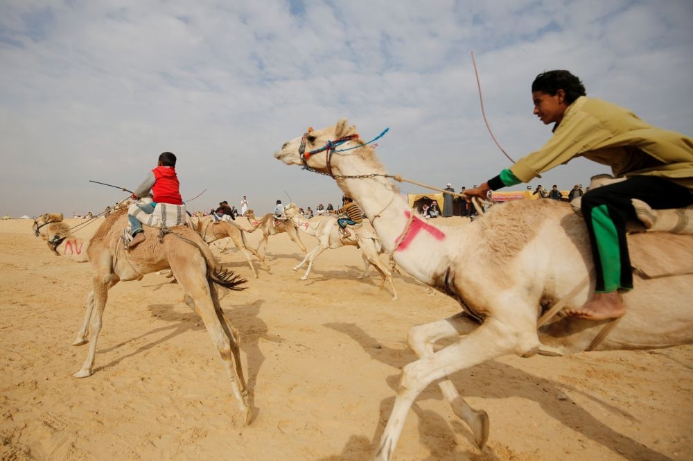 埃及「國際駱駝賽跑」比賽現場。   （湯森路透）