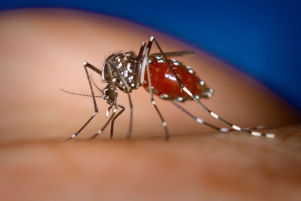 日本腦炎主要病媒蚊以三斑家蚊為主，常孳生於水稻田、灌溉溝渠、濕地等處；圖為白線斑蚊示意圖。（取自維基百科）