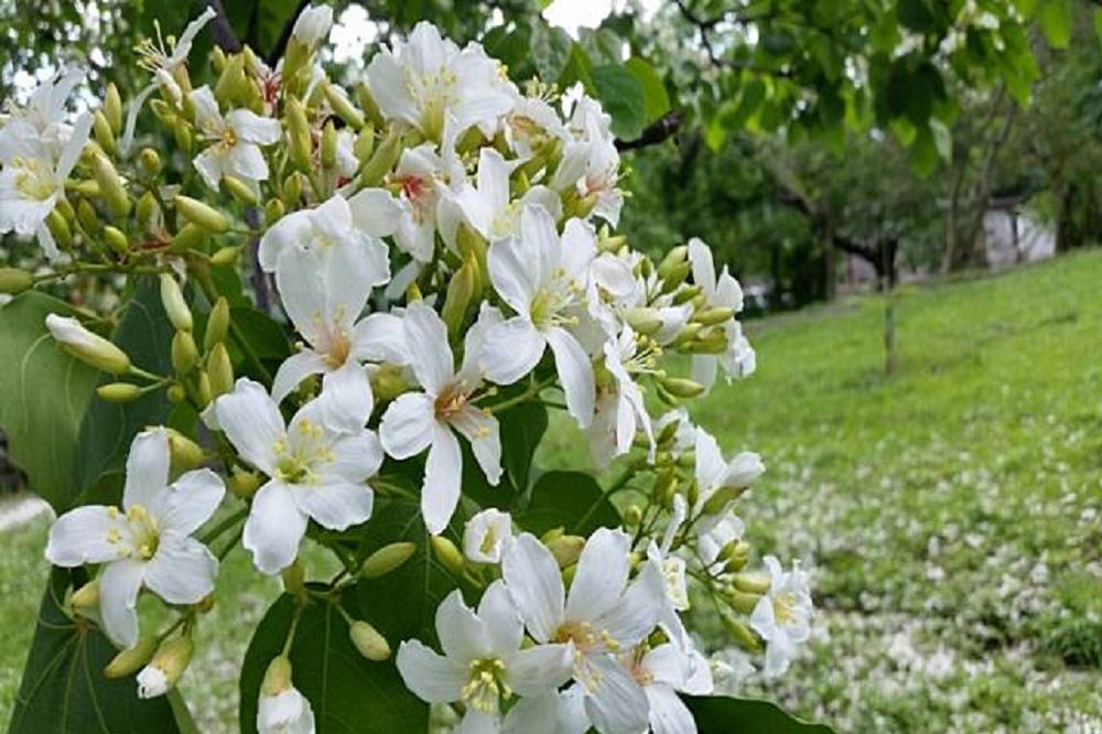 每年春夏交替之際，花蓮到處都可以欣賞到油桐花滿山遍布的雪白美景。（圖片提供：花蓮縣政府）