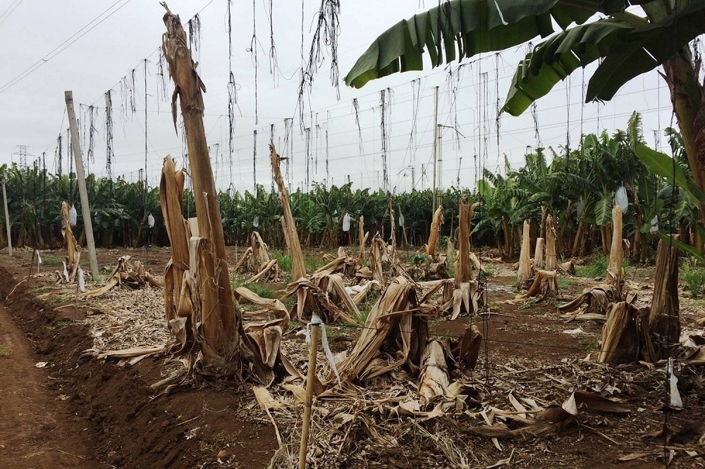 香蕉病蟲害肆虐，導致全球香蕉供應鏈受到嚴重威脅。（www.fusariumwilt.org）