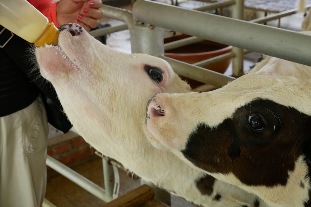 在「乳牛的家」牧場可以體驗拿奶瓶餵牛的樂趣（攝影：張家維）