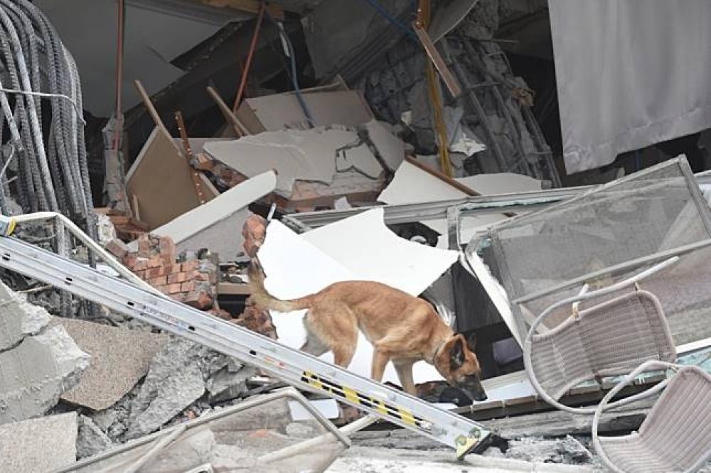在此次地震救災中，搜救犬也在救難工作中提供極大的幫助。圖為搜救犬貝塔於雲門翠堤大樓搜救受困民眾。（攝影：葉信菉）