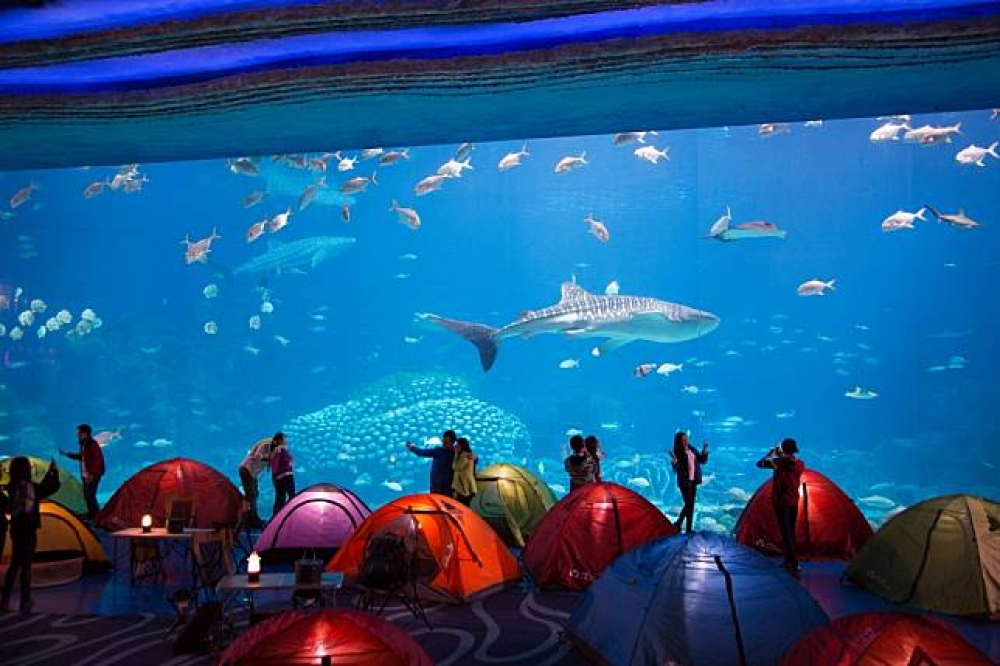 珠海長隆海洋王國夜宿鯨鯊館，可以近距離觀賞鯨鯊。（圖片提供：可樂旅遊）