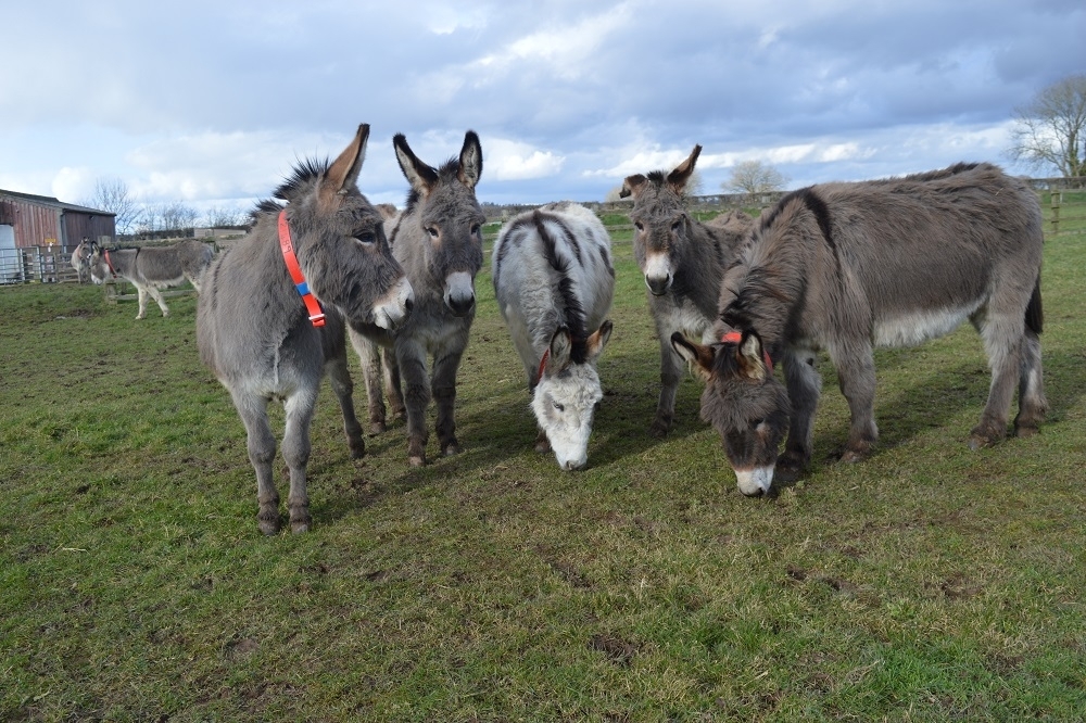 歐洲慈善組織「驢子保護所」訴求立即停止驢皮貿易，由於中國中產階級熱愛阿膠，中國政府不願停止進口驢皮。（The Donkey Sanctuary）