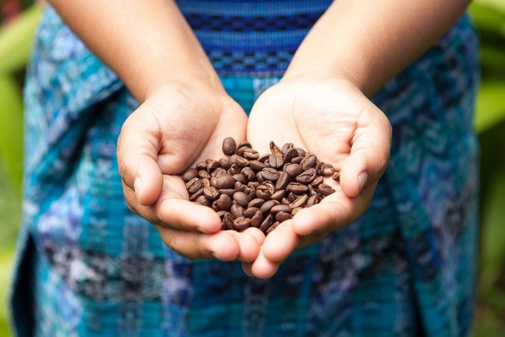 台糖宏都拉斯高地小農咖啡豆口感紮實醇厚、帶有清淡水果風味 (圖片來源:台灣高鐵)