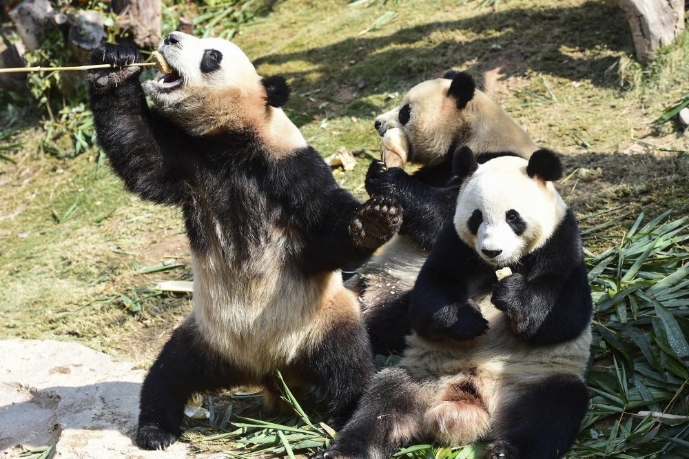 中國政府將在四川興建大貓熊國家公園。（湯森路透）