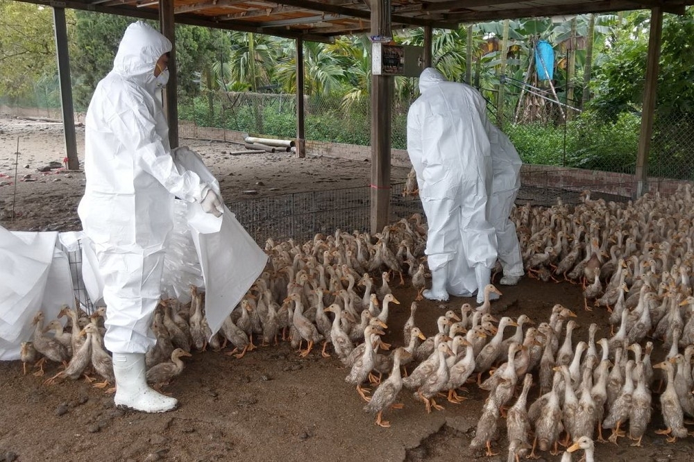 屏東縣一處蛋鴨場確診感染自去年12月起就盛行的H5N2亞型高病原性禽流感。（屏東縣動物防疫所提供）
