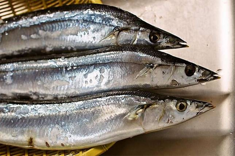 2017年日本秋刀魚漁獲為歷年次低。（圖片取自 Flickr, CC BY 2.0）