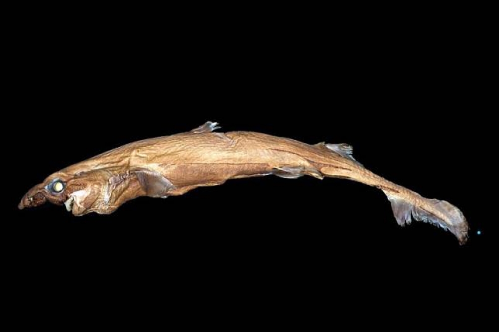 生物學家證實17年前所發現的萊利燈籠鯊為新品種。（取自國家地理頻道官網）