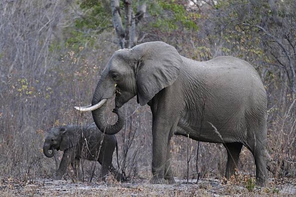 不少美國獵人前往辛巴威獵非洲象。（美聯社）