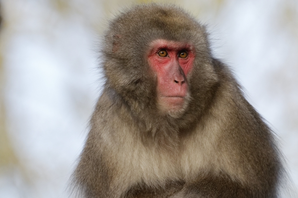 （2015 © Zweer de Bruin , Japanse Makaak (Japanese Macaque) 001236 @ Flickr, CC BY-SA 2.0.）