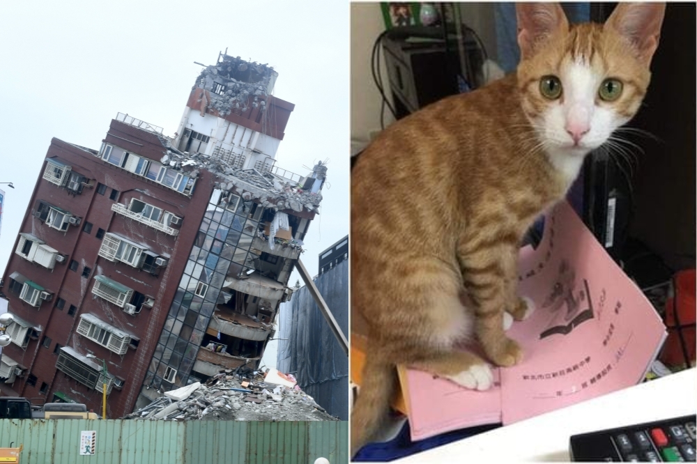 花蓮天王星大樓住戶康老師為了救愛貓遭壓死，貓咪在屋內躲10天終於找到。（合成畫面／張哲偉攝、網路翻攝）