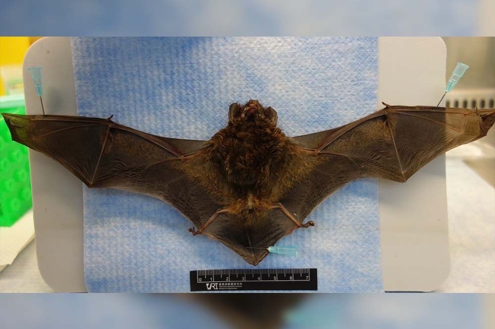 新北市有民眾日前在家中拾獲蝙蝠，送驗後竟在遺體上驗出與狂犬病同屬的「麗沙病毒」。（防檢署提供）