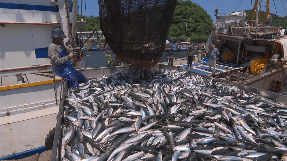 漁業署擬放行百噸以上漁船進「紅火心」捕撈，但扒網漁獲效率極高，引發部分漁會及動保團體反彈。（擷取自公視－我們的島YouTube）