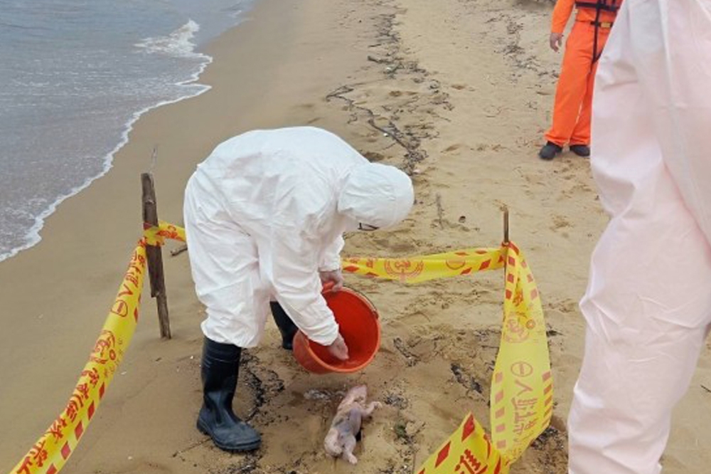 新北市貢寮區福隆沙灘2日上午發現一頭豬屍，岸巡獲報後立刻派員封鎖現場並消毒。（防檢局提供）