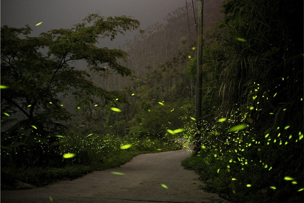 楠西梅嶺螢火蟲（臺南市政府觀光旅遊局提供）