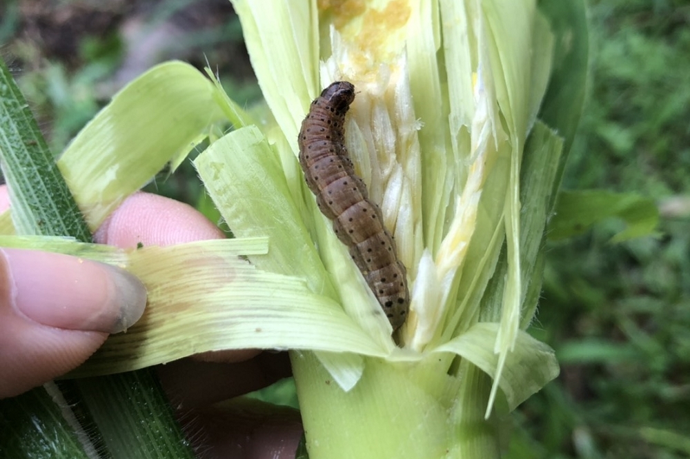 苗栗飛牛牧場的青割玉米中，驚傳發現台灣首例秋行軍蟲。（防檢局提供）