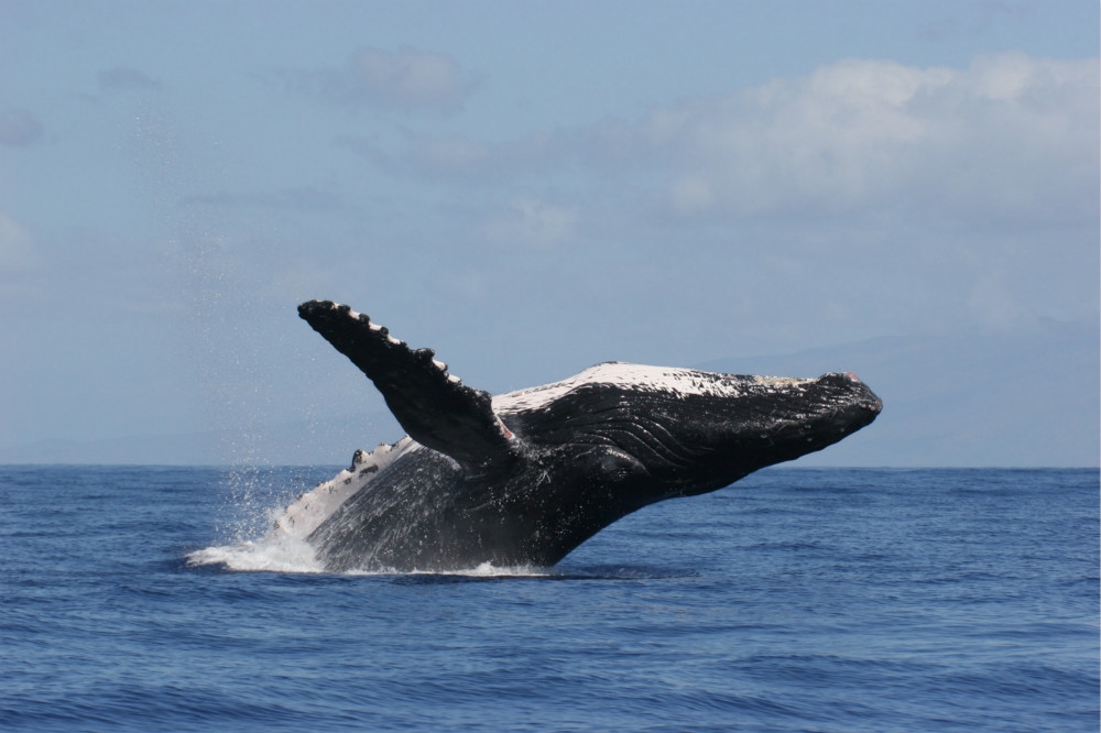 座頭鯨躍出海平面。（圖片取自美國國家海洋暨大氣總署）