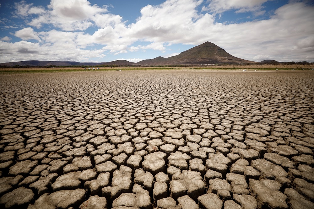 受到氣候變化影響，南非土地出現乾旱情況。（湯森路透）