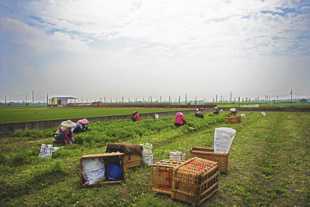 「香菜先生」位於雲林的香菜田，農人們正忙著採收香菜（陳沛妤攝）