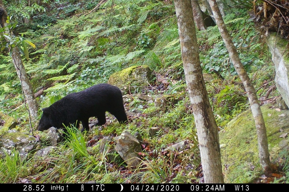 玉山國家公園管理處17日表示，近期傳出花蓮各地都有發現黑熊出沒的影像及痕跡。（屏科大黃美秀研究團隊提供）