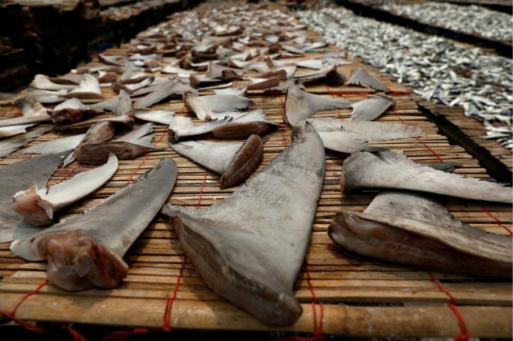 富產鯊魚的加拉巴哥群島海域，被偵測到約260艘中國漁船。（湯森路透）