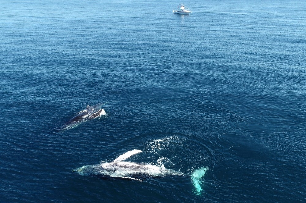 母子座頭鯨（下）出現澳洲雪梨海灘。（湯森路透）