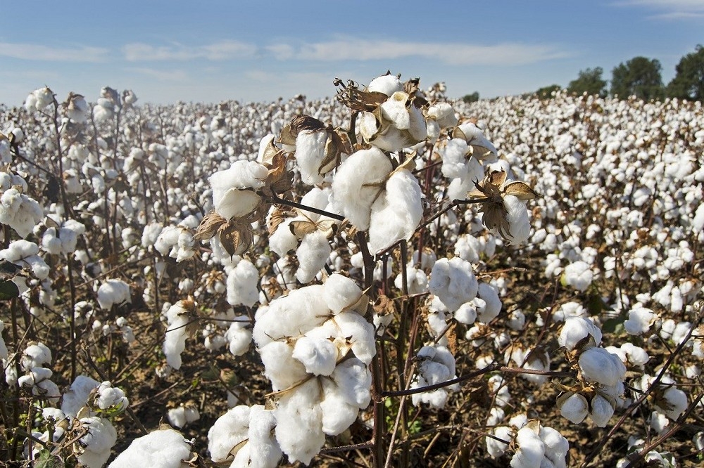美國將宣布禁止從新疆進口棉花。圖為示意圖。（pixabay）