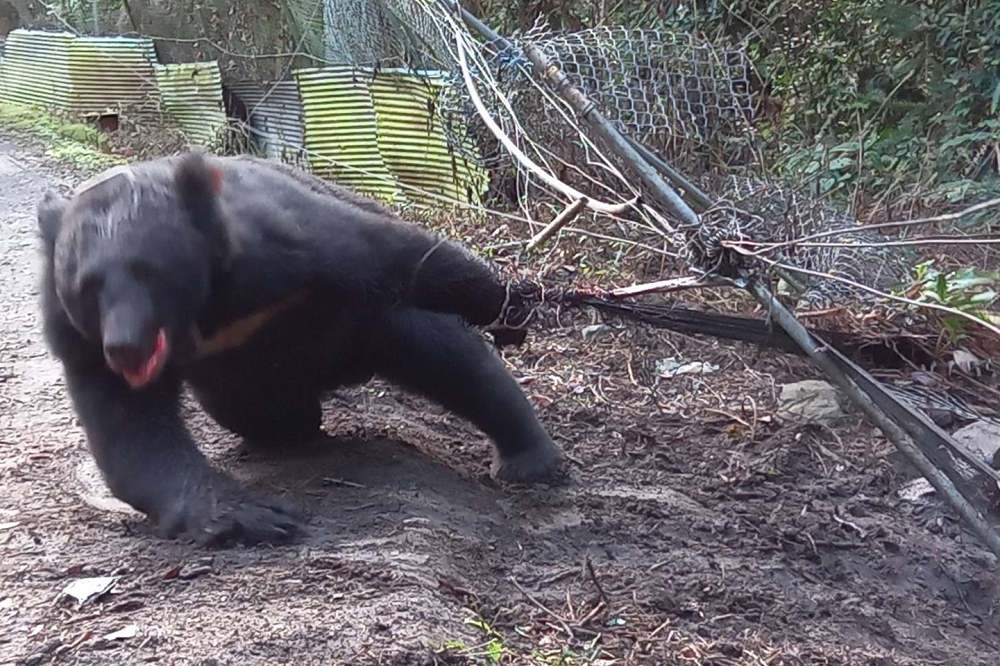 一隻保育類台灣黑熊受困果園陷阱長達18小時，努力掙脫，讓人看了相當心疼。（民眾提供）