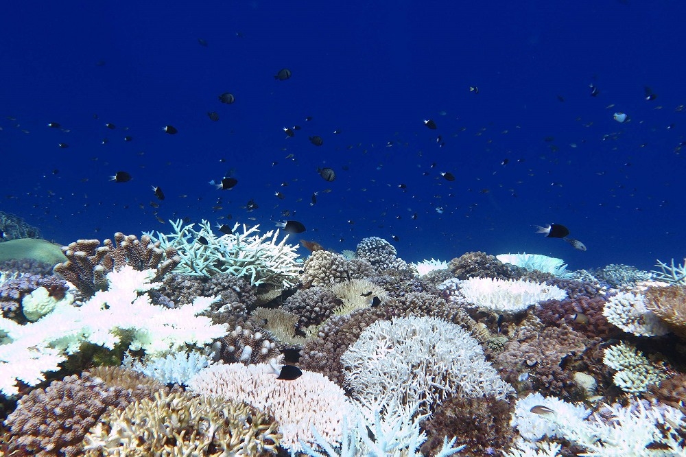 中研院生物多樣性中心團隊指出，2020年看見的大規模珊瑚白化中，以蘭嶼南部最為嚴重，高達5成的珊瑚有白化跡象，圖為蘭嶼珊瑚礁。（中研院珊瑚研究團隊提供）