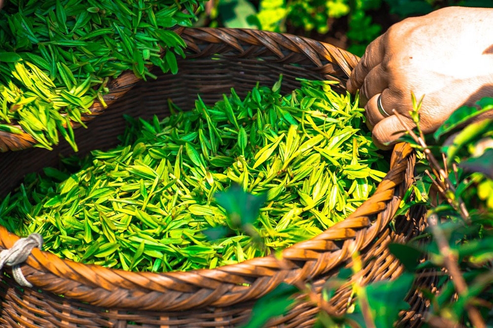 買茶容易，但怎麼買到好茶是門學問。（Image by Ascyrafft Adnan from Pixabay ）