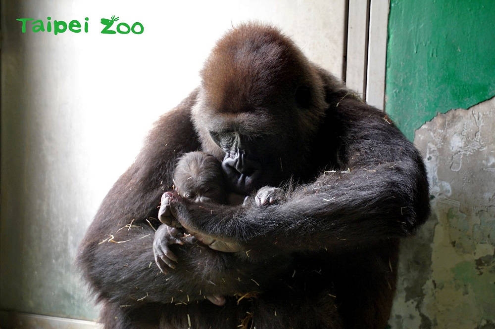 31日是台北市立動物園建園106年園慶，而一大早非洲動物區就傳出「超級喜訊」，雌性金剛猩猩「Tayari」順利產下寶寶，母子均安。（台北市立動物園提供）