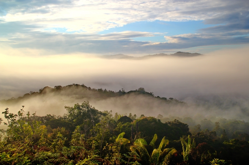 馬來西亞砂拉越州森林。（翻攝自網站pixabay）