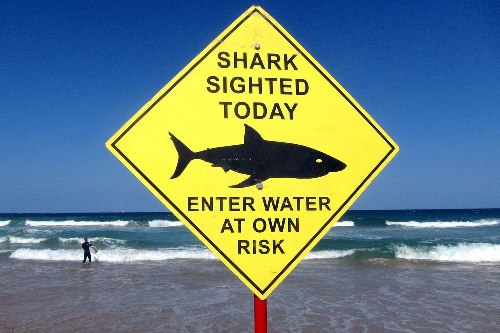 近60年來首次出現大白鯊攻擊致死事件，雪梨緊急關閉多數沙灘。（湯森路透）