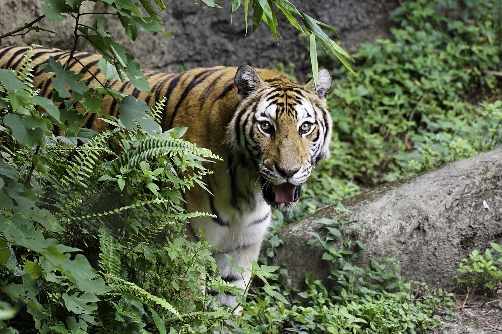 如果動物園受戰火波及，將依照物種瀕危的程度來決定出逃的順序。圖為孟加拉虎「新春」。（台北市立動物園提供）