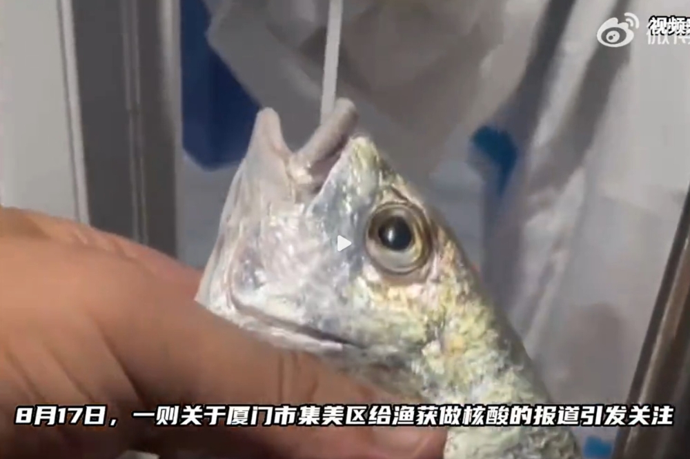 中國要求捕獲魚蝦也要做核酸檢測（擷自微博）